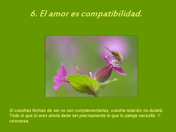 6. El amor es compatibilidad. Si vuestras formas de ser no son complementarias, vuestra