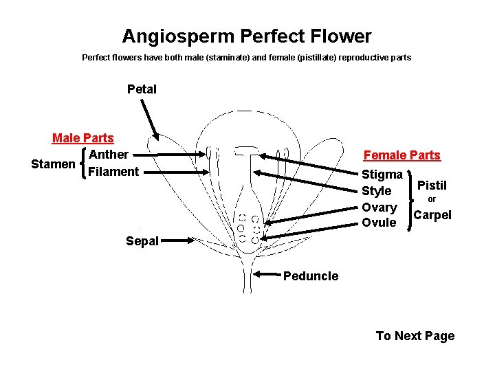 Angiosperm Perfect Flower Perfect flowers have both male (staminate) and female (pistillate) reproductive parts