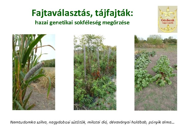 Fajtaválasztás, tájfajták: hazai genetikai sokféleség megőrzése Nemtudomka szilva, nagydobosi sütőtök, milotai dió, dévaványai holdbab,