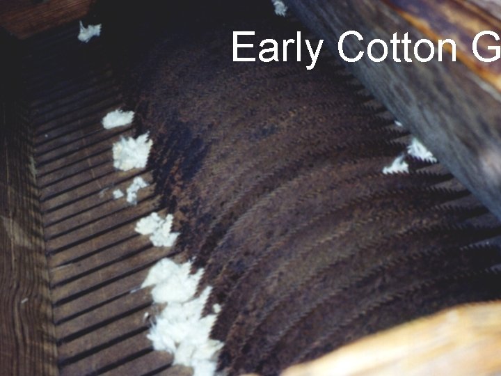 Early Cotton G Early Cotton G