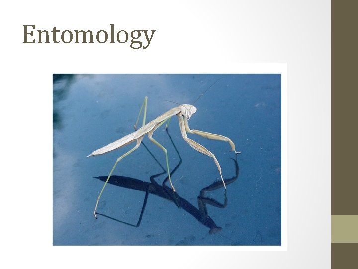 Entomology Entomology