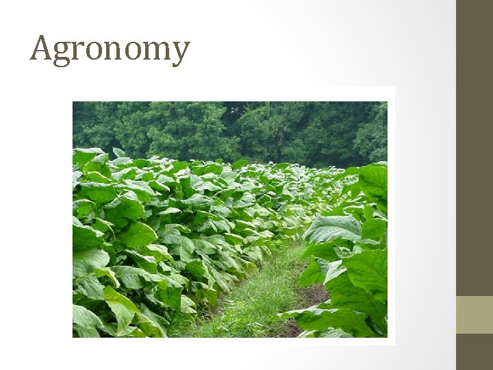 Agronomy Agronomy