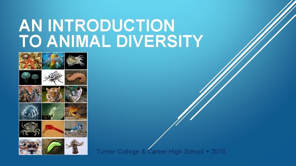 AN INTRODUCTION TO ANIMAL DIVERSITY Turner College & Career High School 2015 