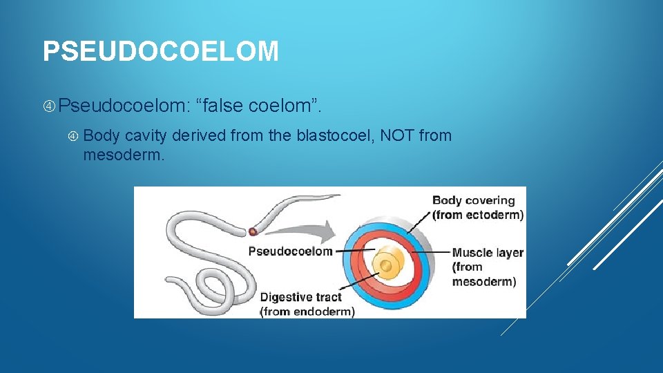 PSEUDOCOELOM Pseudocoelom: Body “false coelom”. cavity derived from the blastocoel, NOT from mesoderm. 