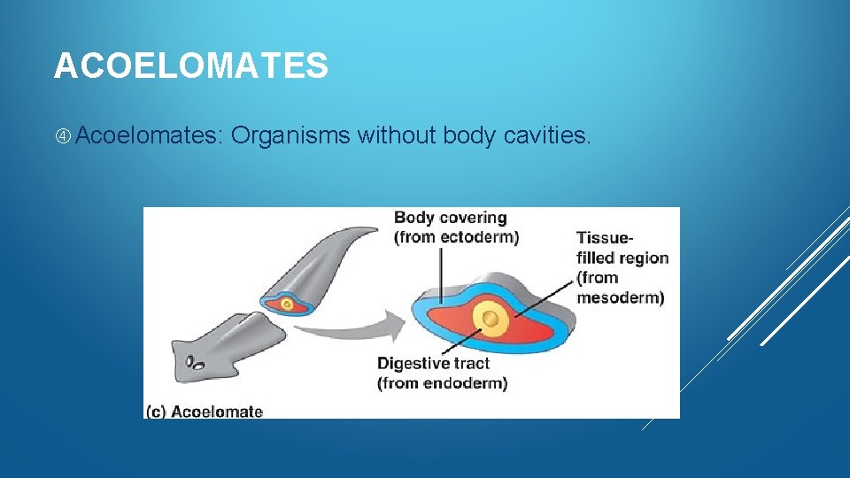 ACOELOMATES Acoelomates: Organisms without body cavities. 