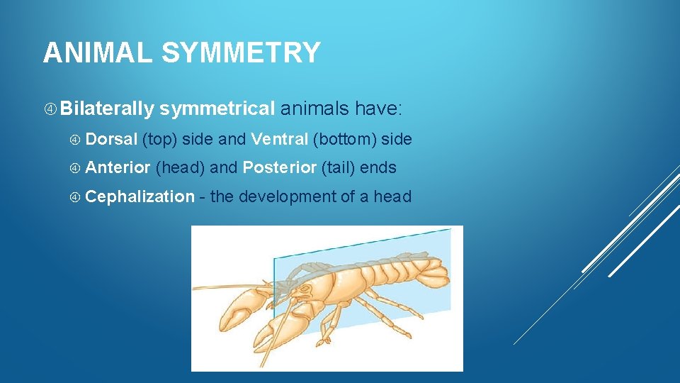 ANIMAL SYMMETRY Bilaterally Dorsal symmetrical animals have: (top) side and Ventral (bottom) side Anterior