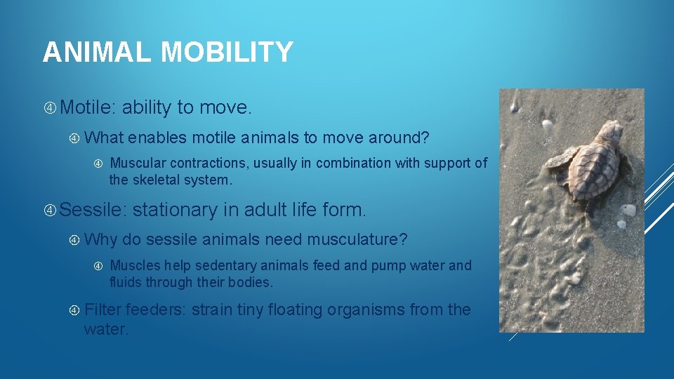 ANIMAL MOBILITY Motile: ability to move. What Muscular contractions, usually in combination with support