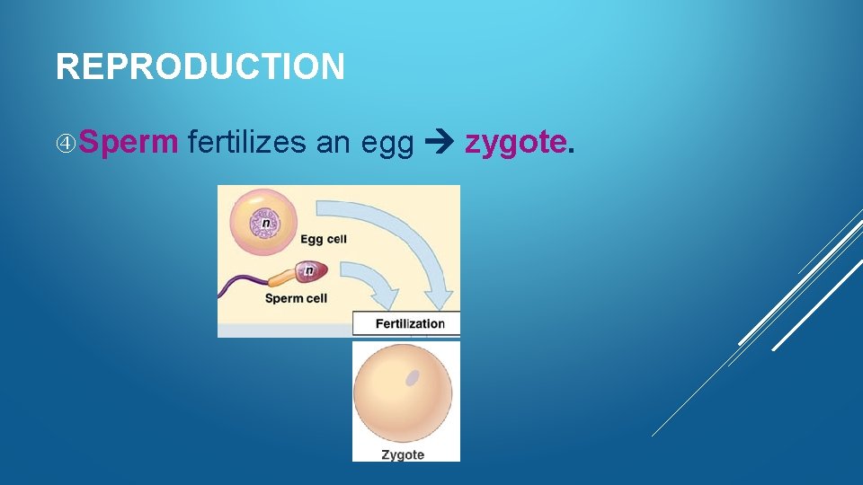 REPRODUCTION Sperm fertilizes an egg zygote. 