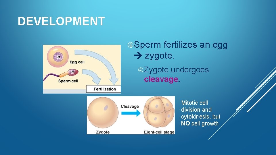 DEVELOPMENT Sperm fertilizes an egg zygote. Zygote undergoes cleavage. Mitotic cell division and cytokinesis,