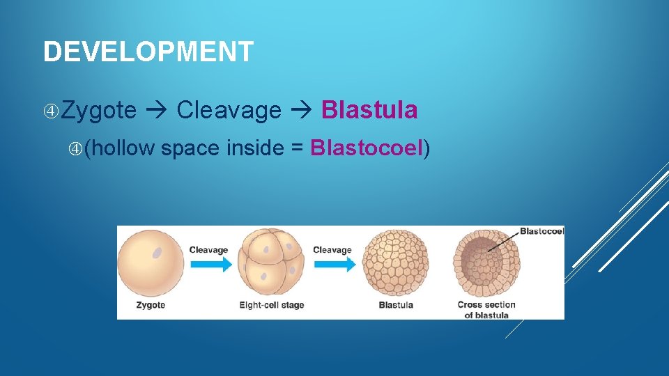 DEVELOPMENT Zygote Cleavage Blastula (hollow space inside = Blastocoel) 