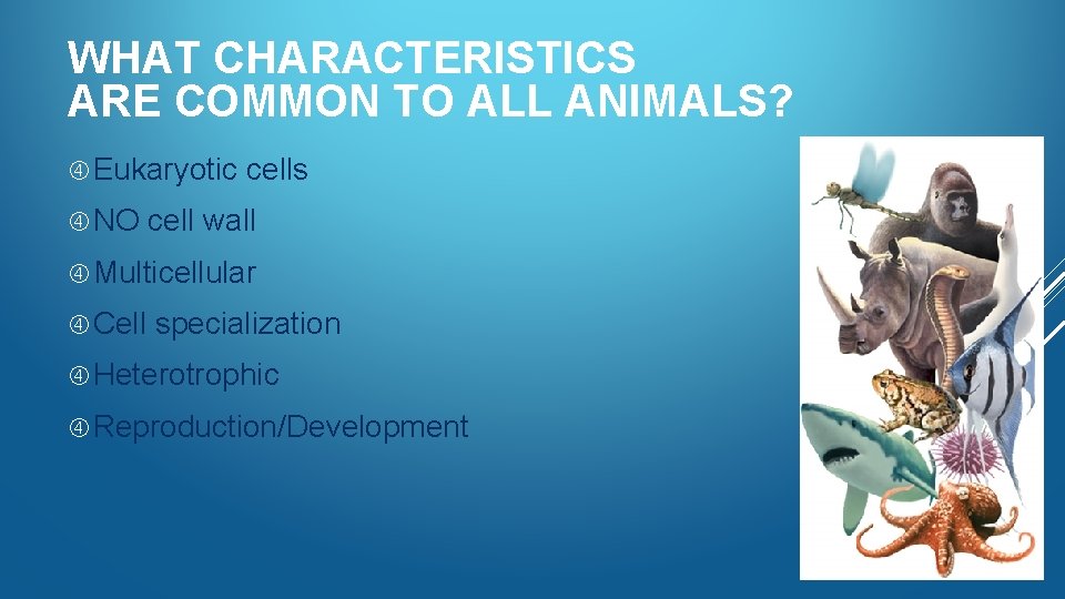 WHAT CHARACTERISTICS ARE COMMON TO ALL ANIMALS? Eukaryotic NO cells cell wall Multicellular Cell