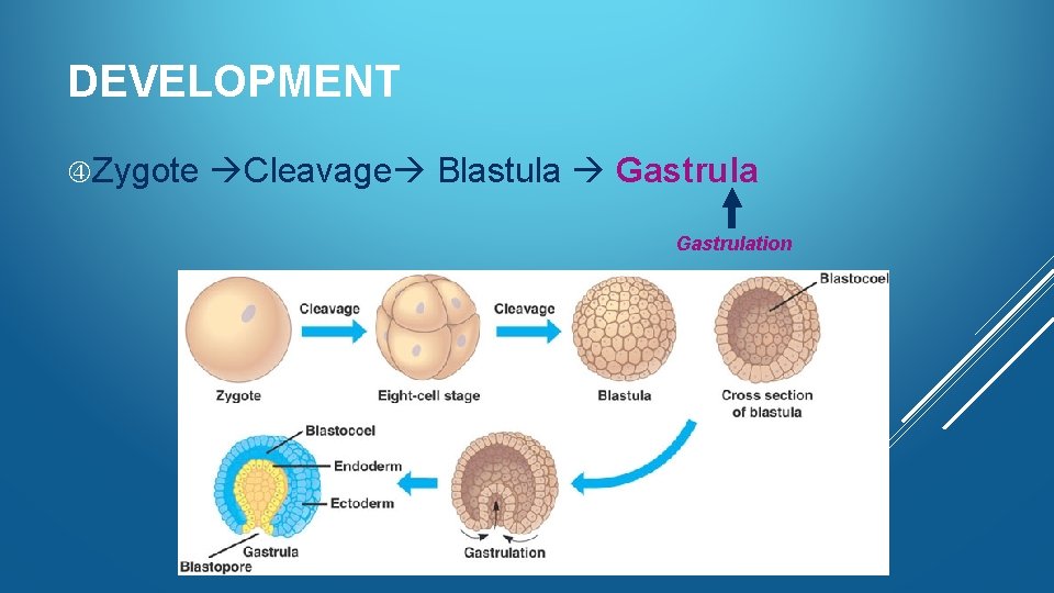 DEVELOPMENT Zygote Cleavage Blastula Gastrulation 