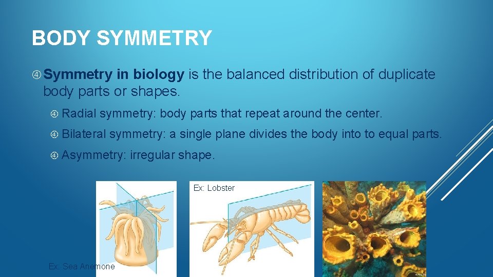 BODY SYMMETRY Symmetry in biology is the balanced distribution of duplicate body parts or