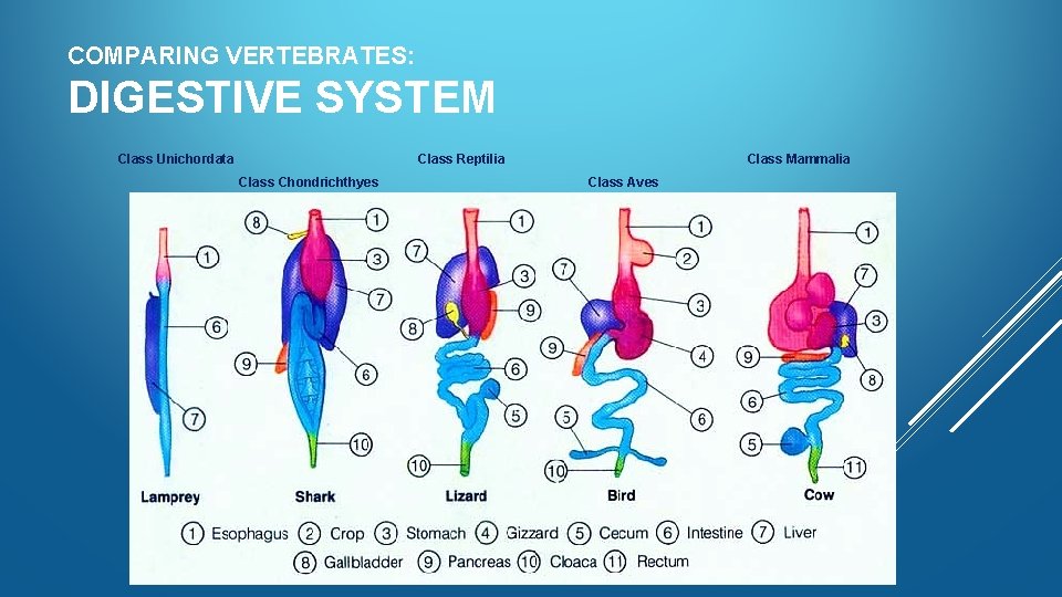 COMPARING VERTEBRATES: DIGESTIVE SYSTEM Class Unichordata Class Reptilia Class Chondrichthyes Class Mammalia Class Aves