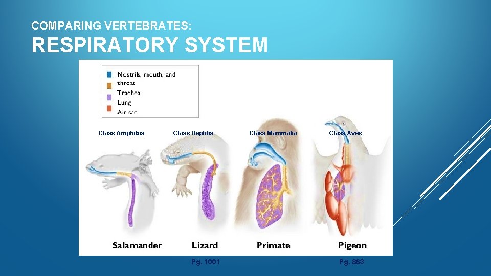 COMPARING VERTEBRATES: RESPIRATORY SYSTEM Class Amphibia Class Reptilia Pg. 1001 Class Mammalia Class Aves