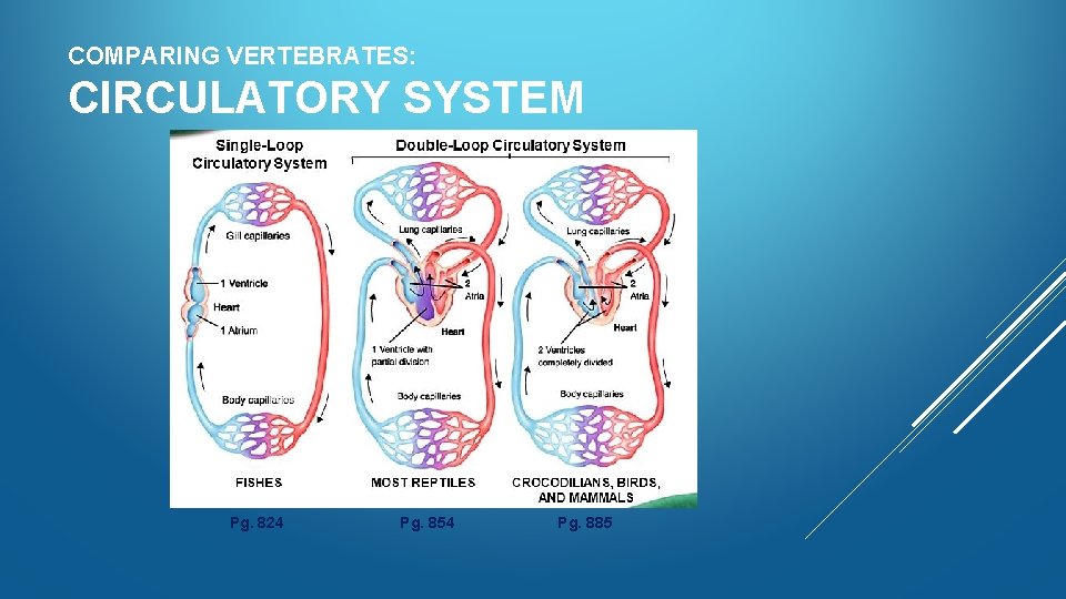 COMPARING VERTEBRATES: CIRCULATORY SYSTEM Pg. 824 Pg. 854 Pg. 885 