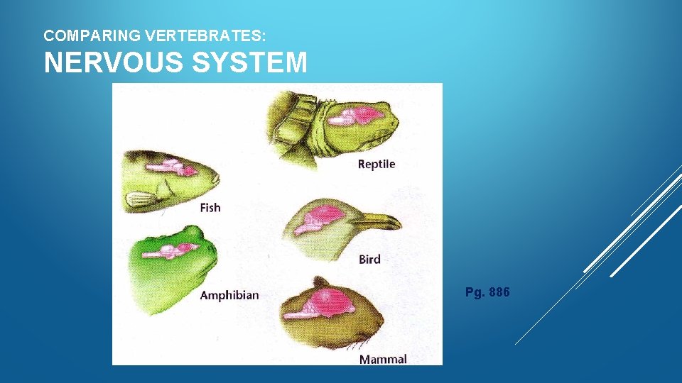 COMPARING VERTEBRATES: NERVOUS SYSTEM Pg. 886 