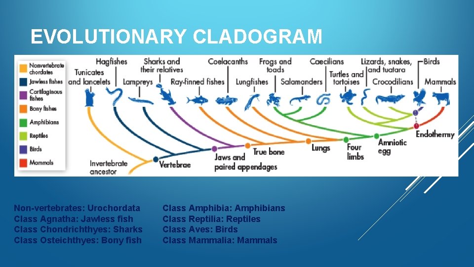EVOLUTIONARY CLADOGRAM Non-vertebrates: Urochordata Class Agnatha: Jawless fish Class Chondrichthyes: Sharks Class Osteichthyes: Bony