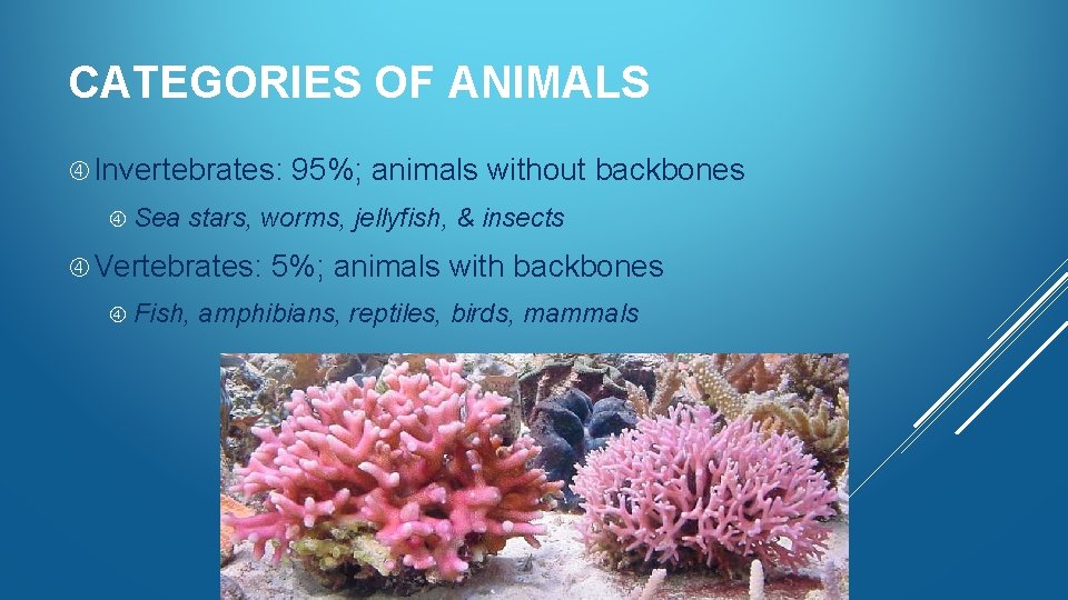 CATEGORIES OF ANIMALS Invertebrates: Sea 95%; animals without backbones stars, worms, jellyfish, & insects