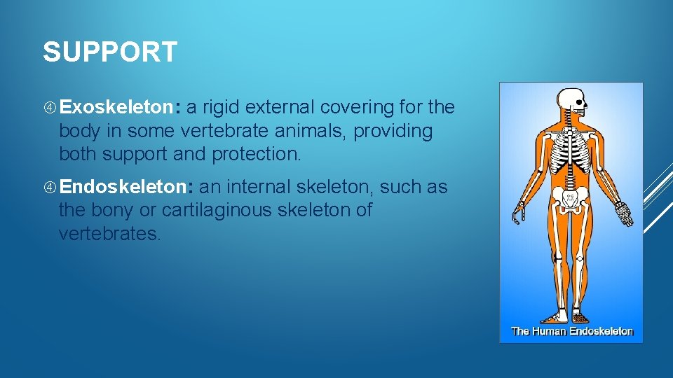 SUPPORT Exoskeleton: a rigid external covering for the body in some vertebrate animals, providing