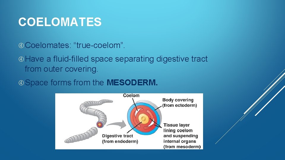 COELOMATES Coelomates: “true-coelom”. Have a fluid-filled space separating digestive tract from outer covering. Space