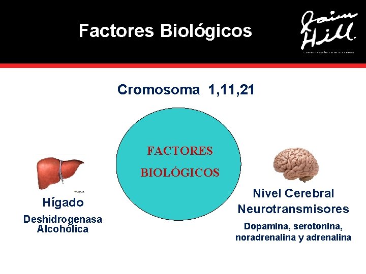 Factores Biológicos Cromosoma 1, 11, 21 FACTORES BIOLÓGICOS Hígado Deshidrogenasa Alcohólica Nivel Cerebral Neurotransmisores