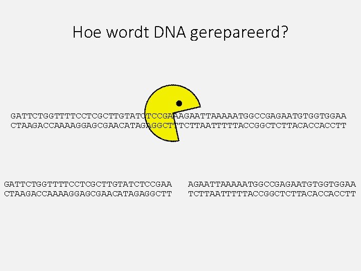 Hoe wordt DNA gerepareerd? GATTCTGGTTTTCCTCGCTTGTATCTCCGAAAGAATTAAAAATGGCCGAGAATGTGGTGGAA CTAAGACCAAAAGGAGCGAACATAGAGGCTTTCTTAATTTTTACCGGCTCTTACACCACCTT GATTCTGGTTTTCCTCGCTTGTATCTCCGAA CTAAGACCAAAAGGAGCGAACATAGAGGCTT AGAATTAAAAATGGCCGAGAATGTGGTGGAA TCTTAATTTTTACCGGCTCTTACACCACCTT 