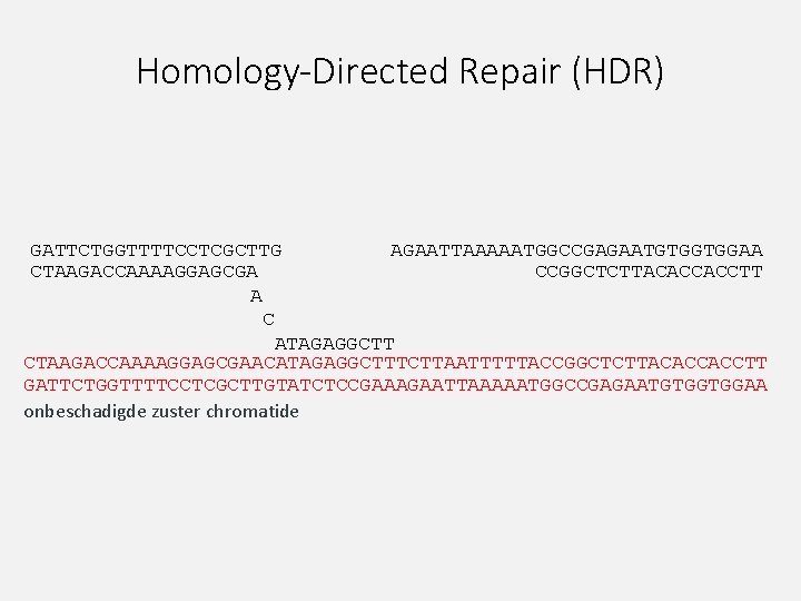 Homology-Directed Repair (HDR) GATTCTGGTTTTCCTCGCTTG AGAATTAAAAATGGCCGAGAATGTGGTGGAA CTAAGACCAAAAGGAGCGA CCGGCTCTTACACCACCTT A C ATAGAGGCTT CTAAGACCAAAAGGAGCGAACATAGAGGCTTTCTTAATTTTTACCGGCTCTTACACCACCTT GATTCTGGTTTTCCTCGCTTGTATCTCCGAAAGAATTAAAAATGGCCGAGAATGTGGTGGAA onbeschadigde zuster