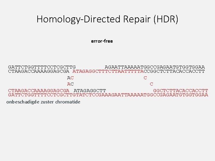 Homology-Directed Repair (HDR) error-free GATTCTGGTTTTCCTCGCTTG AGAATTAAAAATGGCCGAGAATGTGGTGGAA CTAAGACCAAAAGGAGCGA ATAGAGGCTTTCTTAATTTTTACCGGCTCTTACACCACCTT AC C CTAAGACCAAAAGGAGCGA ATAGAGGCTT GGCTCTTACACCACCTT GATTCTGGTTTTCCTCGCTTGTATCTCCGAAAGAATTAAAAATGGCCGAGAATGTGGTGGAA