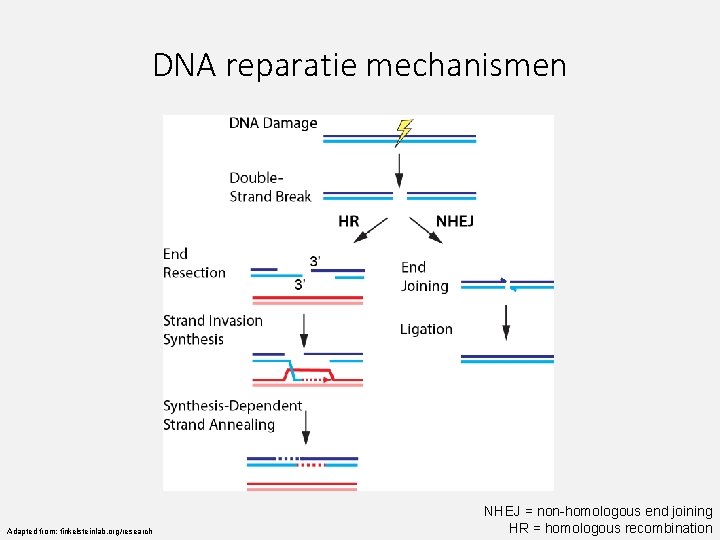 DNA reparatie mechanismen Adapted from: finkelsteinlab. org/research NHEJ = non-homologous end joining HR =