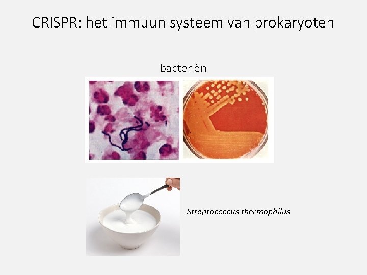 CRISPR: het immuun systeem van prokaryoten bacteriën Streptococcus thermophilus 