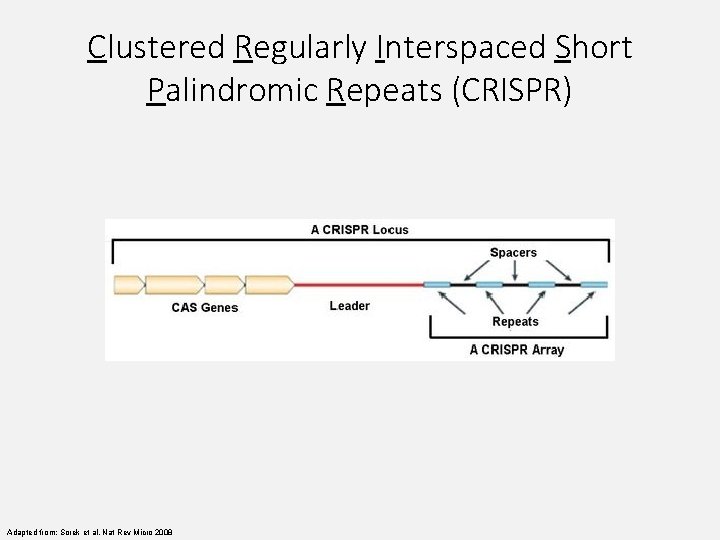 Clustered Regularly Interspaced Short Palindromic Repeats (CRISPR) Adapted from: Sorek et al. Nat Rev