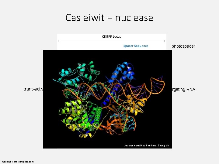 Cas eiwit = nuclease photospacer trans-activating RNA CRISPR targeting RNA Adapted from: Broad Institute