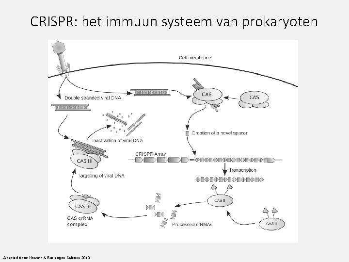 CRISPR: het immuun systeem van prokaryoten Adapted from: Horvath & Barrangou Science 2010 