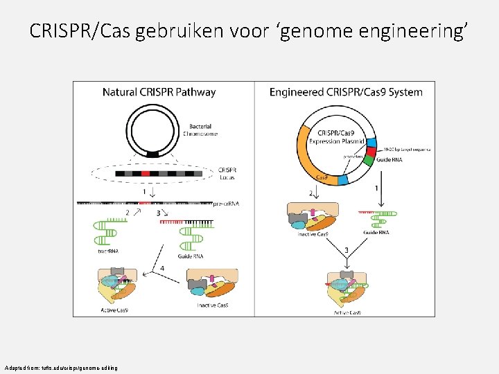 CRISPR/Cas gebruiken voor ‘genome engineering’ Adapted from: tufts. edu/crispr/genome-editing 