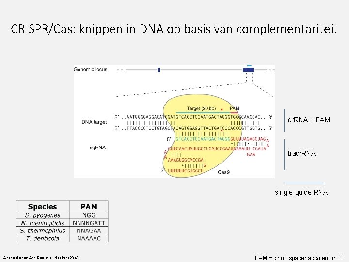 CRISPR/Cas: knippen in DNA op basis van complementariteit cr. RNA + PAM tracr. RNA