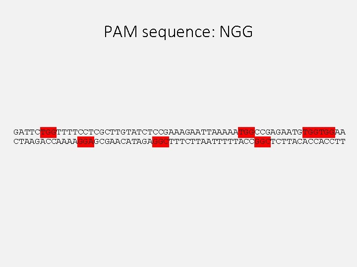 PAM sequence: NGG GATTCTGGTTTTCCTCGCTTGTATCTCCGAAAGAATTAAAAATGGCCGAGAATGTGGTGGAA CTAAGACCAAAAGGAGCGAACATAGAGGCTTTCTTAATTTTTACCGGCTCTTACACCACCTT 