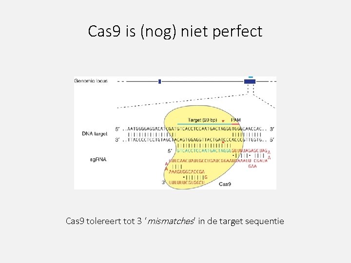 Cas 9 is (nog) niet perfect Cas 9 tolereert tot 3 ‘mismatches’ in de