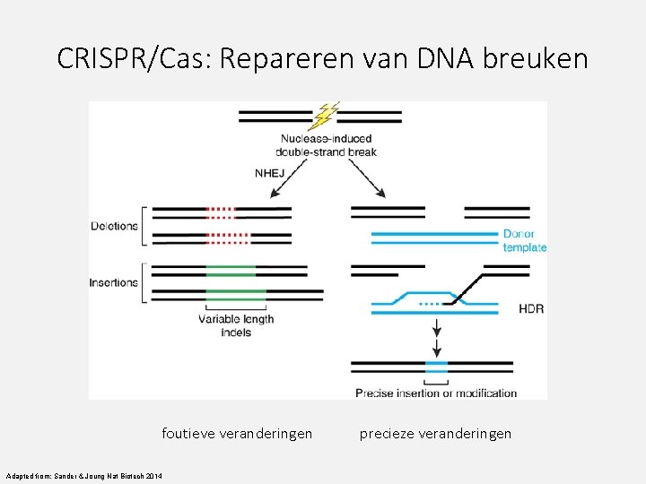 CRISPR/Cas: Repareren van DNA breuken foutieve veranderingen Adapted from: Sander & Joung Nat Biotech