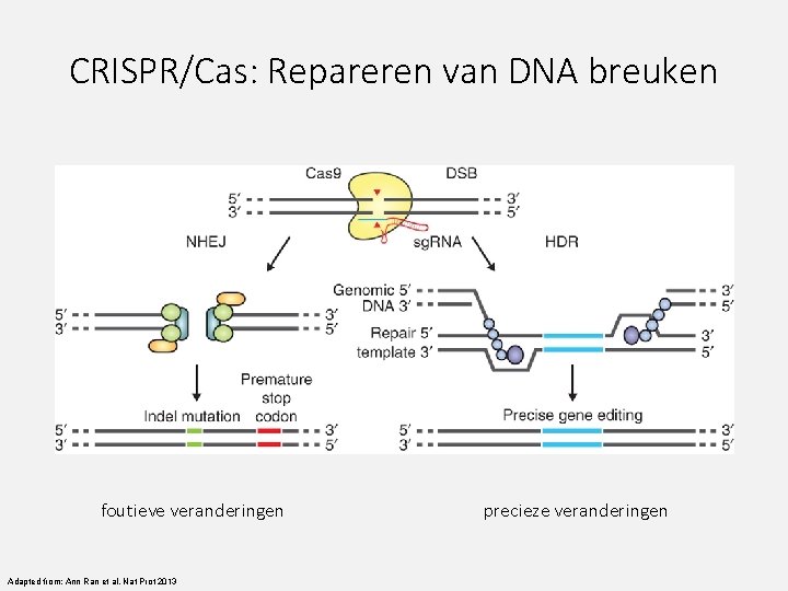 CRISPR/Cas: Repareren van DNA breuken foutieve veranderingen Adapted from: Ann Ran et al. Nat