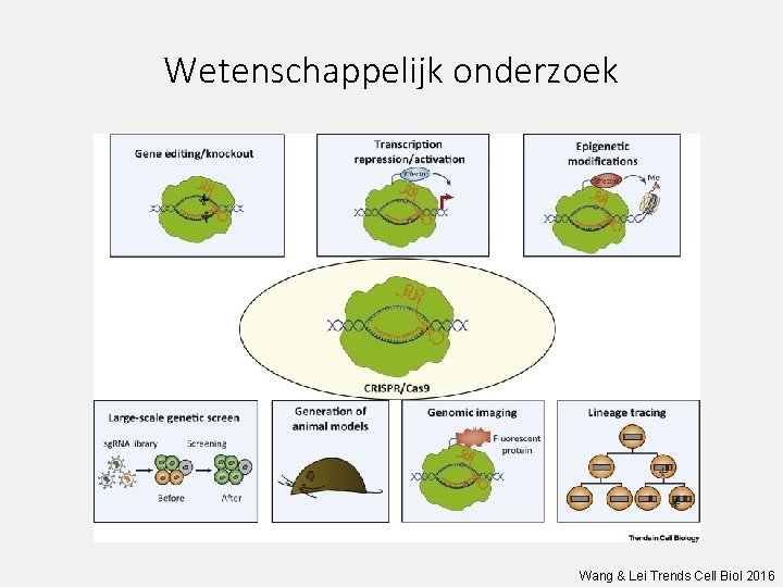 Wetenschappelijk onderzoek Wang & Lei Trends Cell Biol 2016 