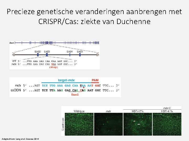 Precieze genetische veranderingen aanbrengen met CRISPR/Cas: ziekte van Duchenne Adapted from: Long et al.