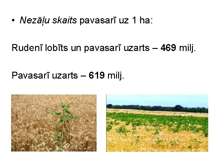  • Nezāļu skaits pavasarī uz 1 ha: Rudenī lobīts un pavasarī uzarts –