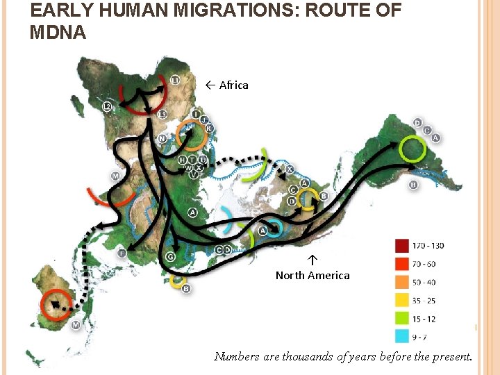 EARLY HUMAN MIGRATIONS: ROUTE OF MDNA ← Africa ↑ North America Numbers are thousands
