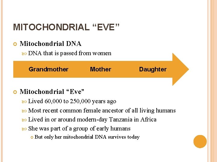 MITOCHONDRIAL “EVE” Mitochondrial DNA that is passed from women Grandmother Mother Daughter Mitochondrial “Eve”