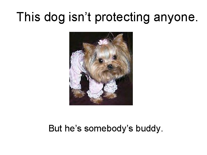 This dog isn’t protecting anyone. But he’s somebody’s buddy. 