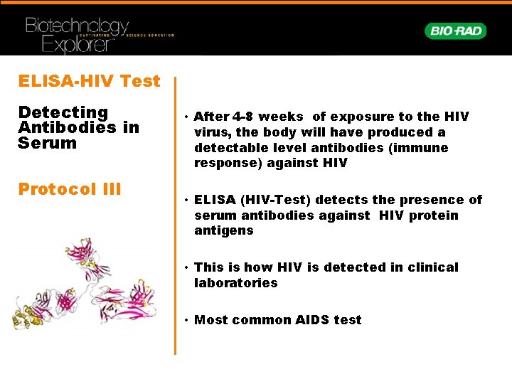 ELISA-HIV Test Detecting Antibodies in Serum Protocol III • After 4 -8 weeks of