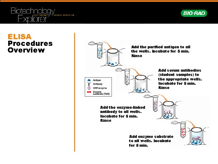 ELISA Procedures Overview Add the purified antigen to all the wells. Incubate for 5