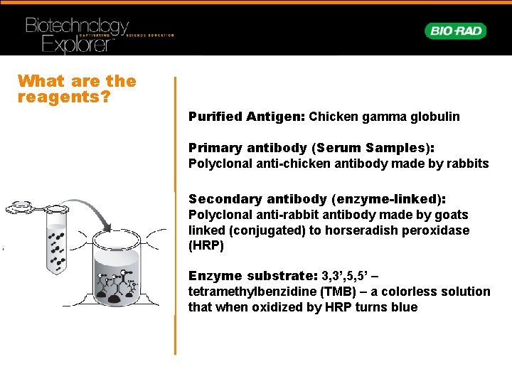 What are the reagents? Purified Antigen: Chicken gamma globulin Primary antibody (Serum Samples): Polyclonal