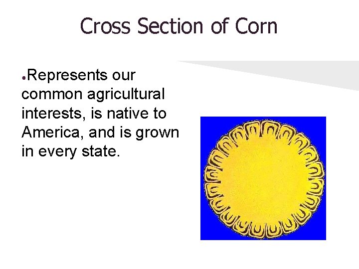 Cross Section of Corn Represents our common agricultural interests, is native to America, and